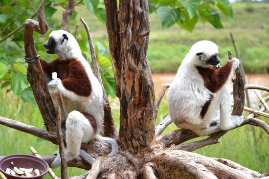 lemurs park