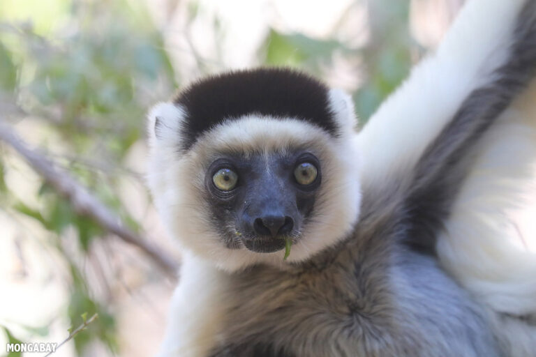 Lemuri del Madagascar