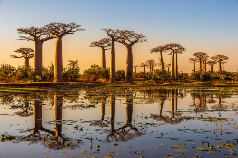 Viale Dei Baobab Madagascar