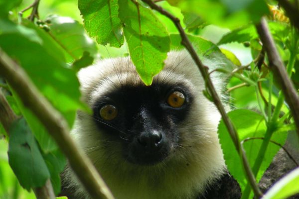 I parchi naturali del Madagascar